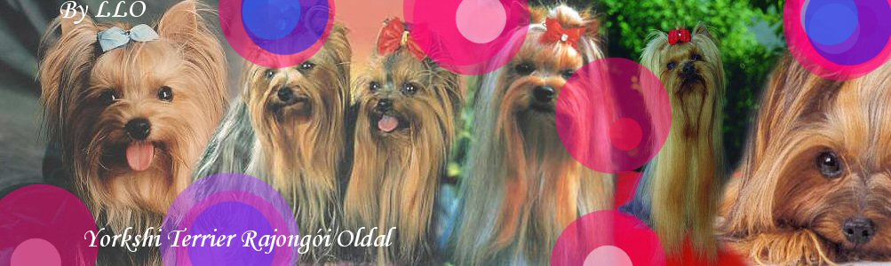 Yorkshire terrier